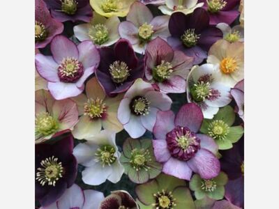 Online Spring Plant Sale